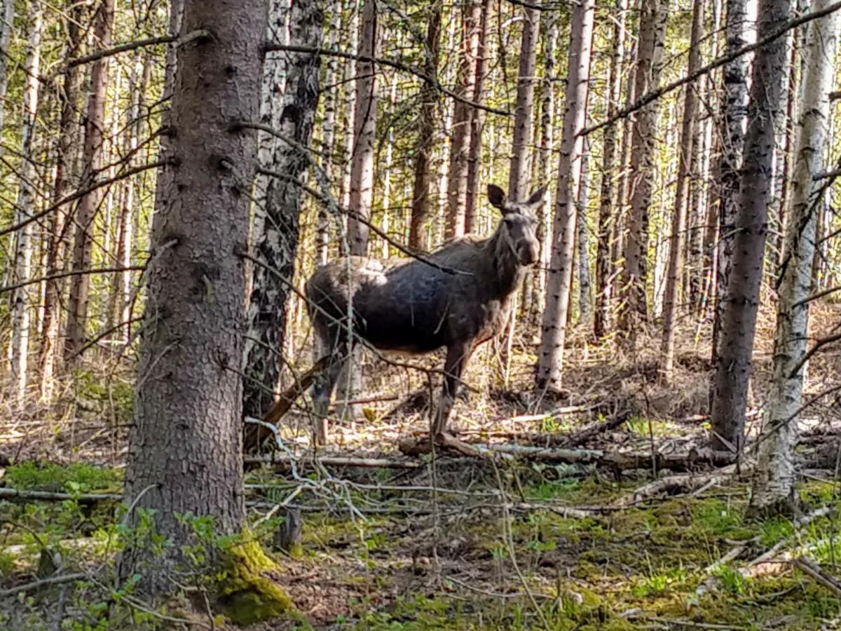 Stuga Glaskogen Glava Luaran gambar